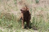LABRADOR 032